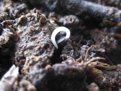 Back to Basics for Improved Health Image